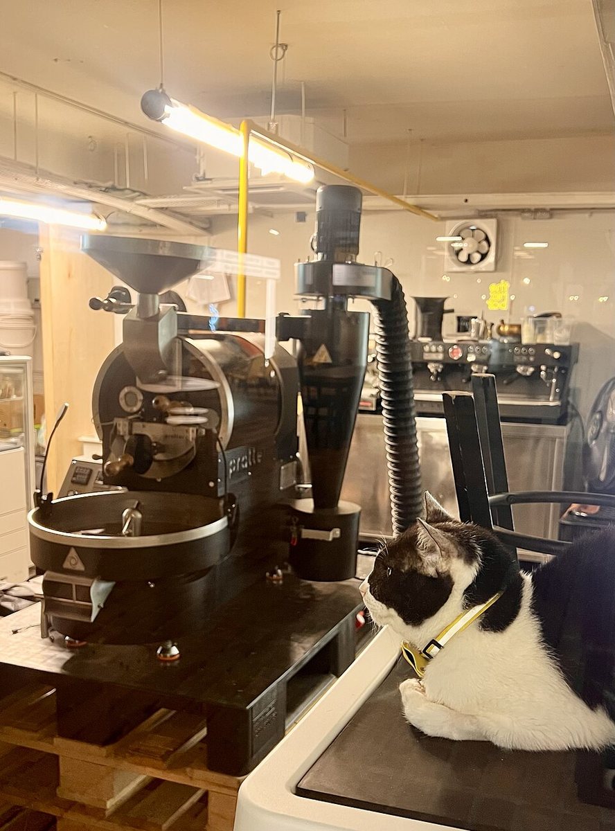A coffee roaster and resident cat inside REXKL, photographed in 2025.