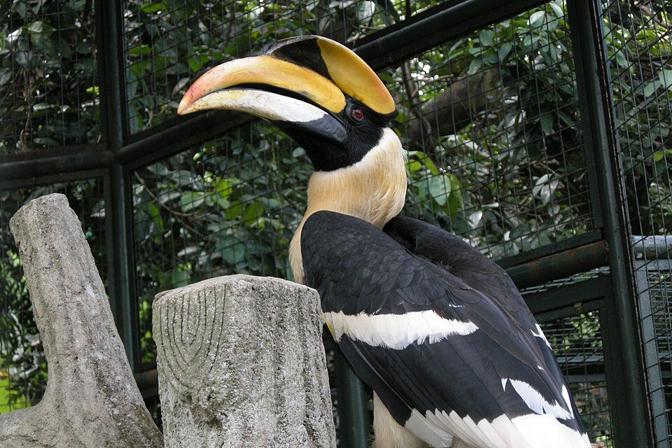 A hornbill photographed at KL Bird Park.